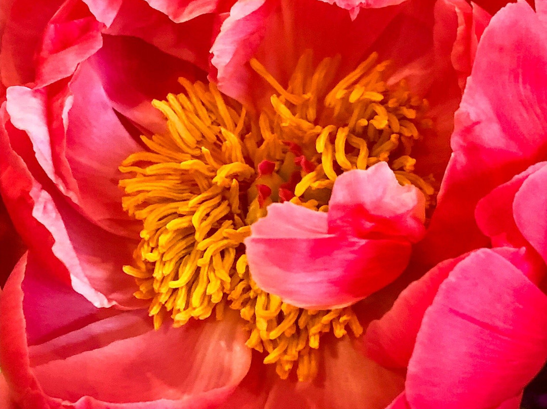 Schreiner's Iris Gardens-塞勒姆必去景点