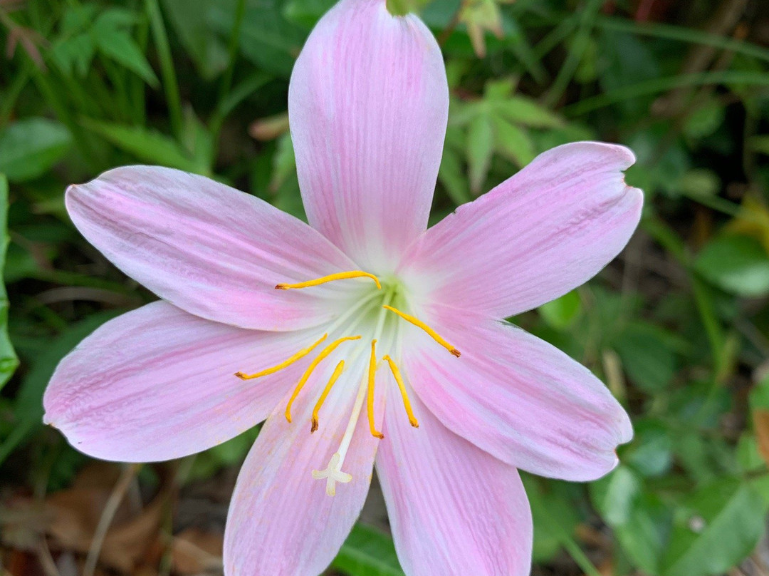 Shugakuin Temple-吉野里町必去景点