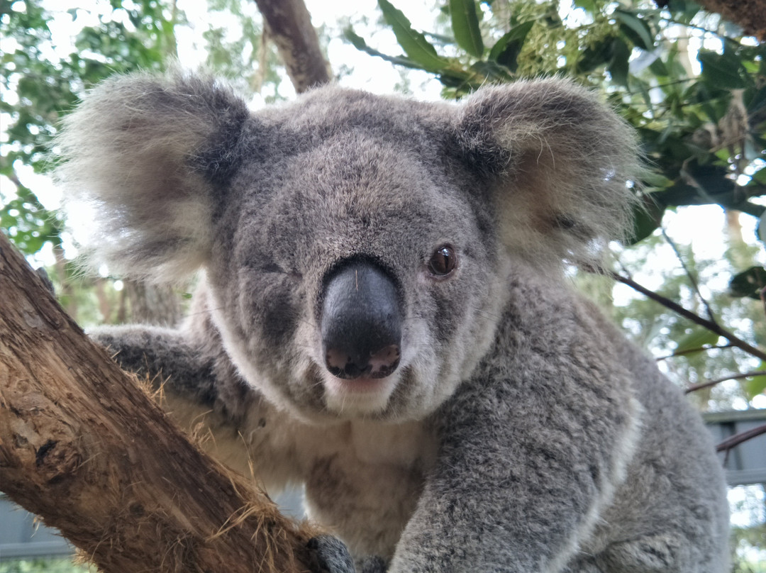 新南威尔士州旅游景点-考拉医院