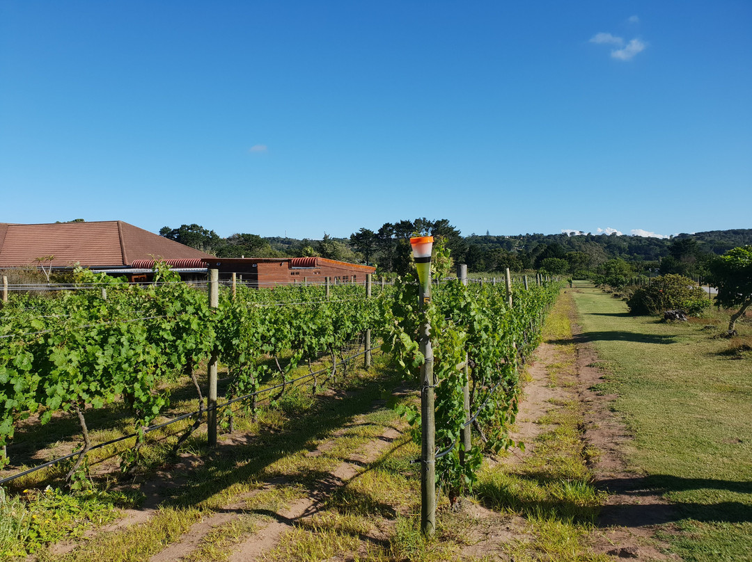 Lovemore Park旅游景点-Theescombe Estate Wine Farm