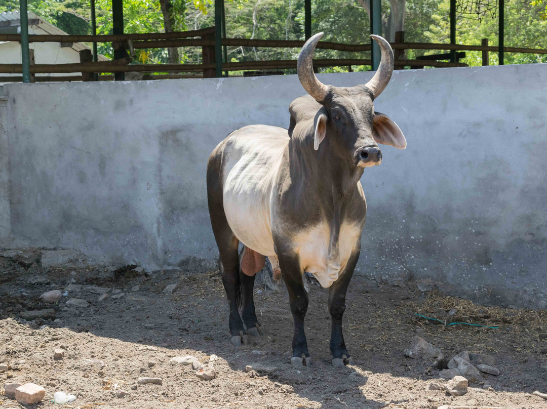 Biking Trips-内瓦必去景点