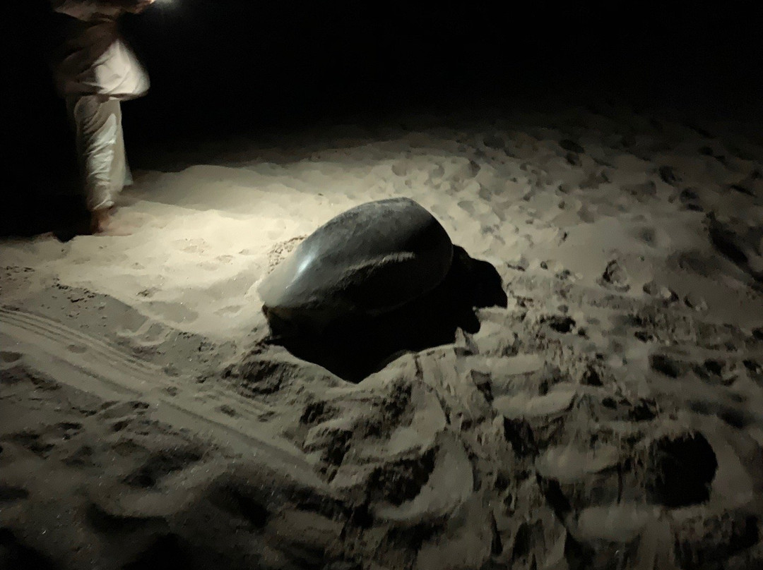 Oyo 107 Ras Al Hadd Waves Hotel主图