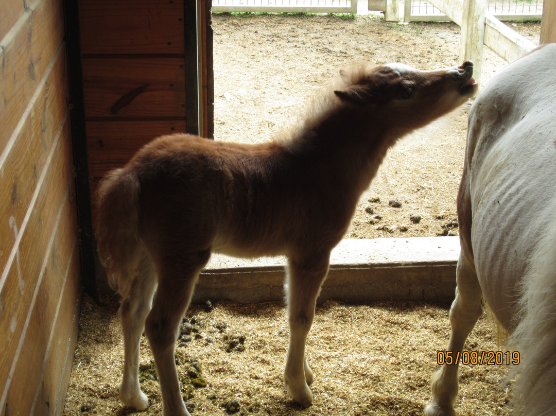 Li'l Country Store and Miniature Horse Farm景点图片