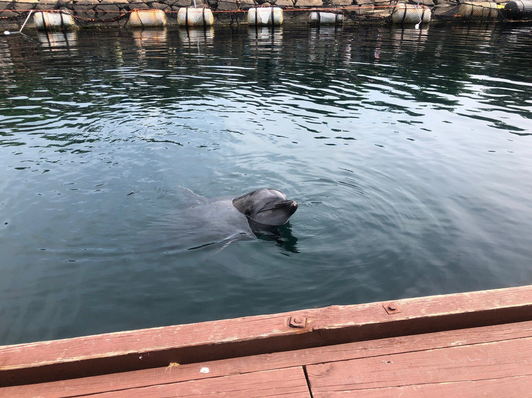 Janohire Dolphin Farm-南淡路市必去景点
