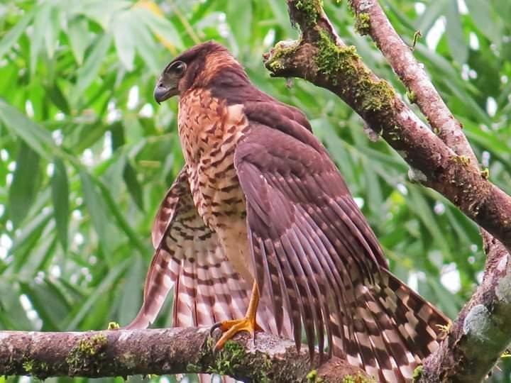 trips nativos tortuguero-托图杰多必去景点
