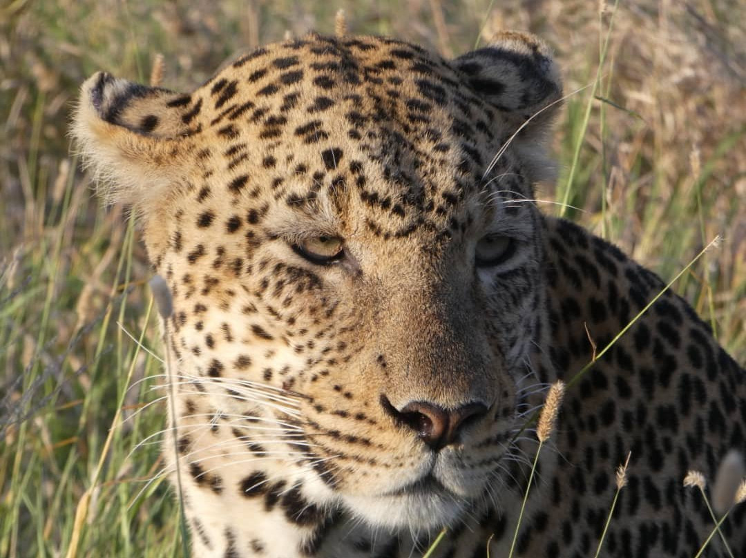 Taswira Africa Safaris-阿鲁沙必去景点