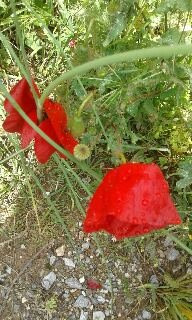 Key Day Tours-迈锡尼必去景点