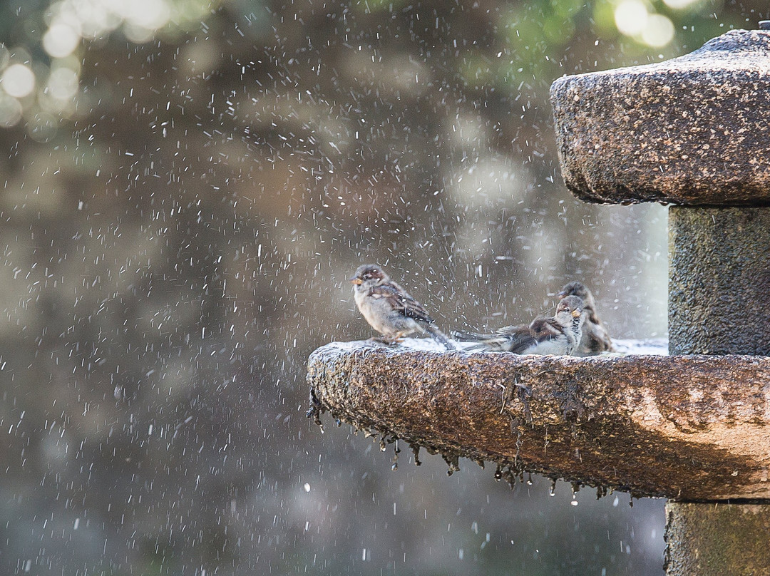 Casa do cruceiro主图