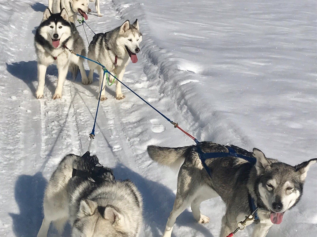 Golden Dog Sled Adventures-戈尔登必去景点