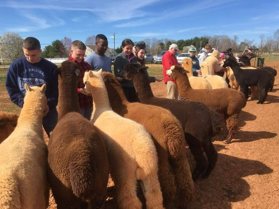 Alpacas of Smith Mountain Lake Farm景点图片