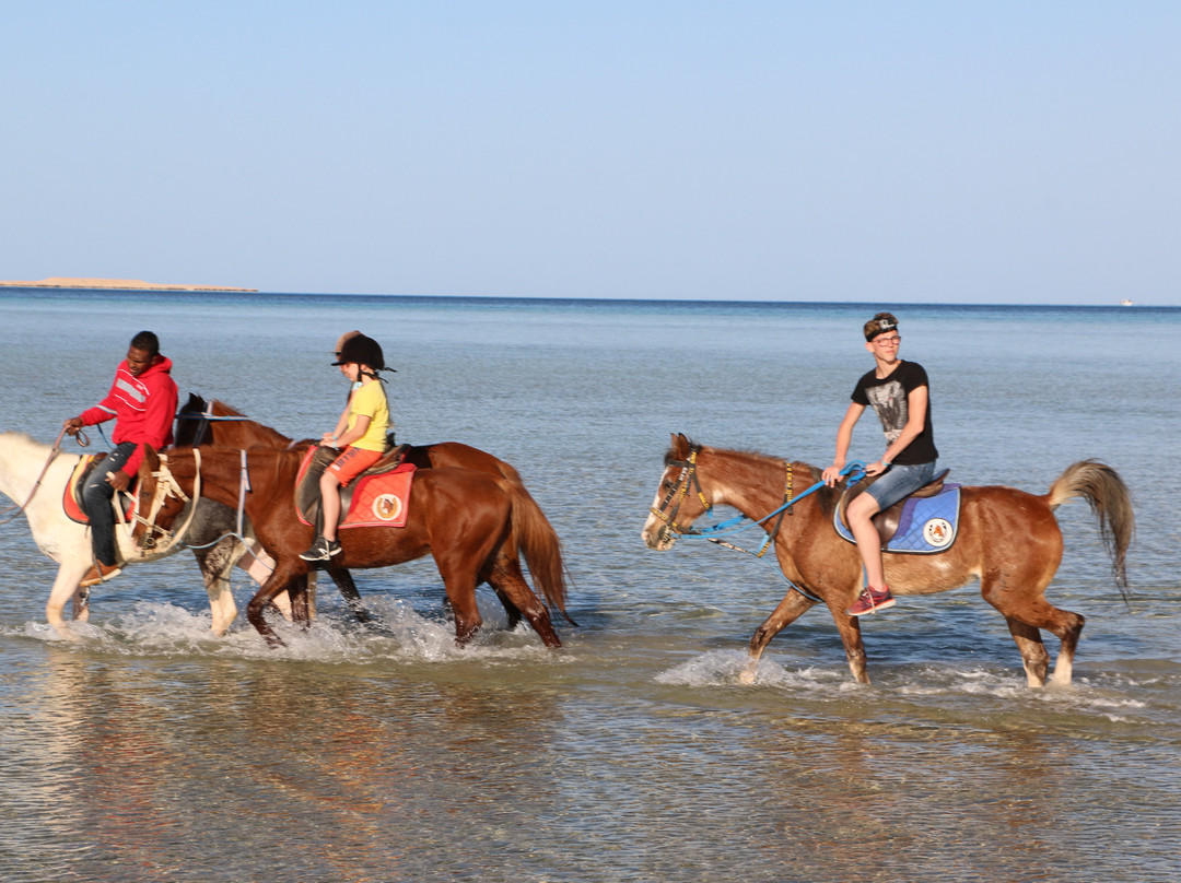 Hurghada Equestrian-马卡迪湾必去景点