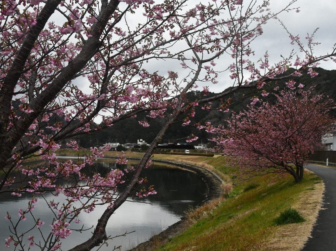 Aono River Cherry Blossoms景点图片