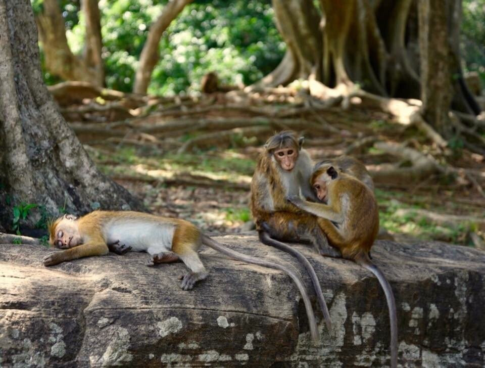 Amaya Lankan Tours-尼甘布必去景点