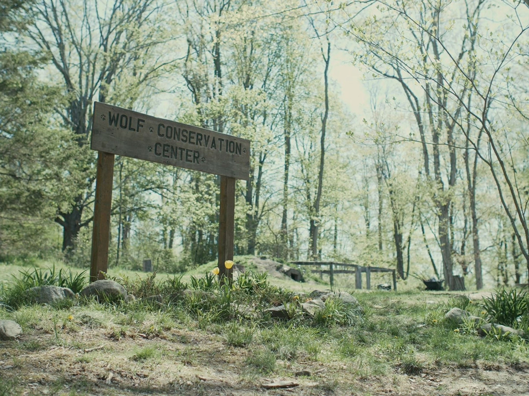 Wolf Conservation Center-South Salem必去景点