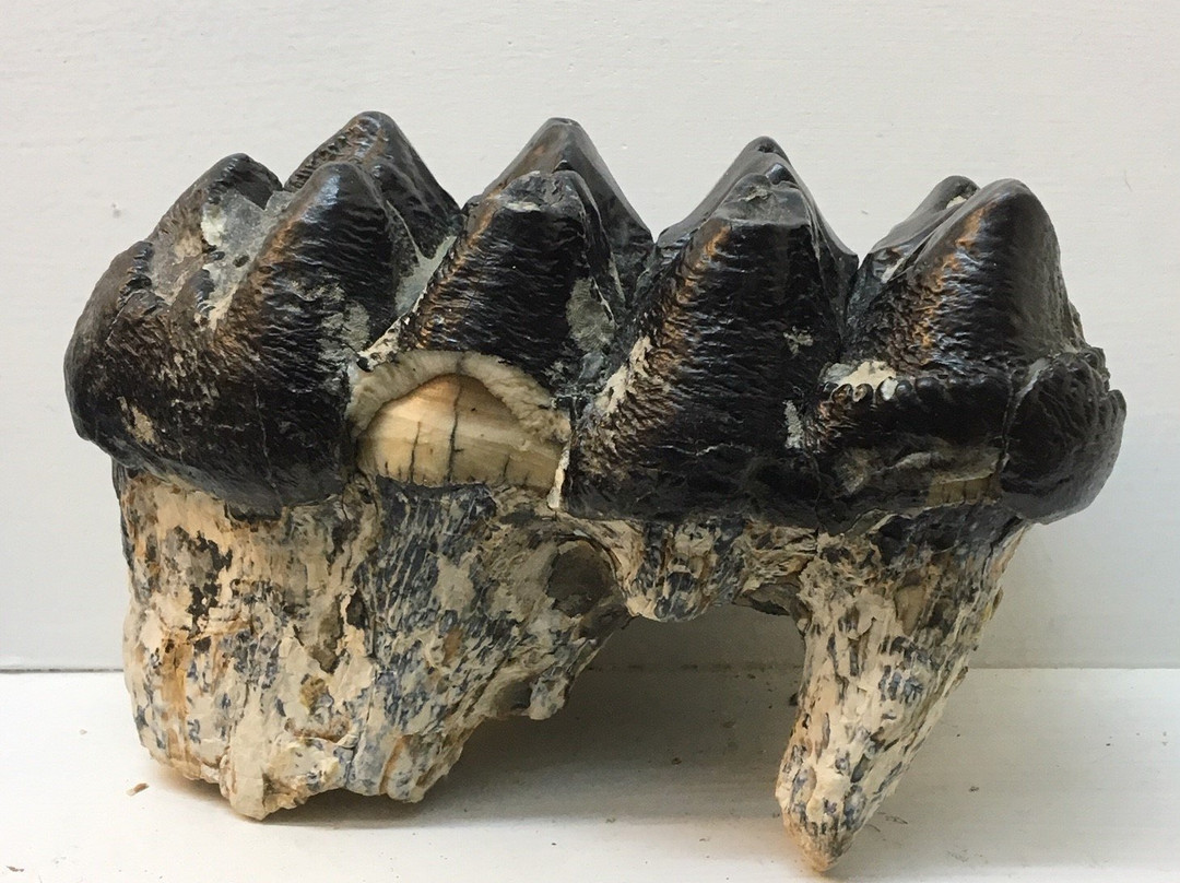 Robbins Museum of Archaeology-Middleboro必去景点