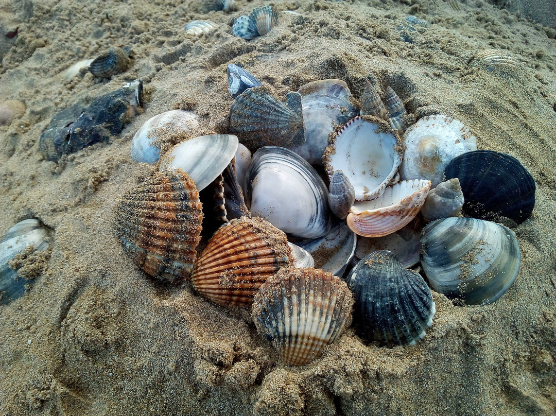Spiaggia di Ca' Ballarin-卡瓦利诺-特雷波尔蒂必去景点