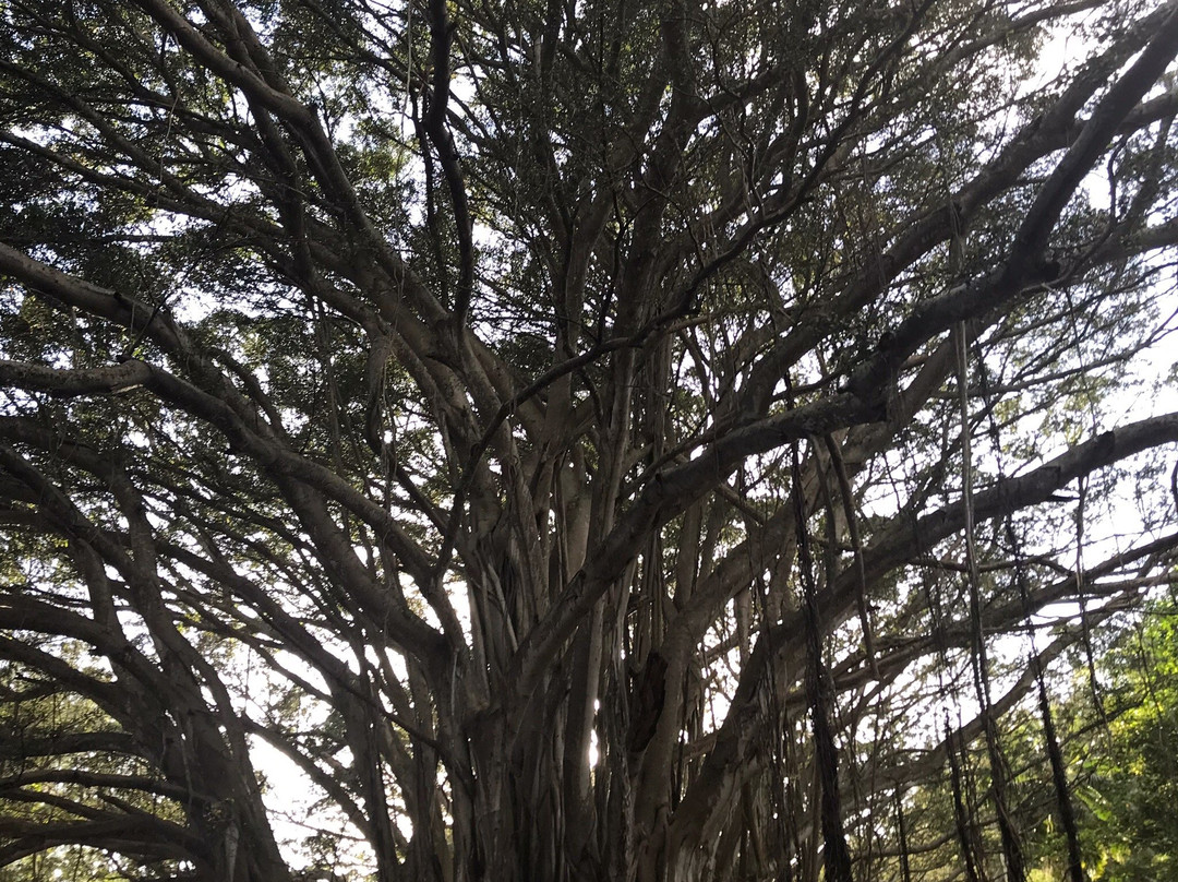 Kawela Bay Beach-卡胡库必去景点