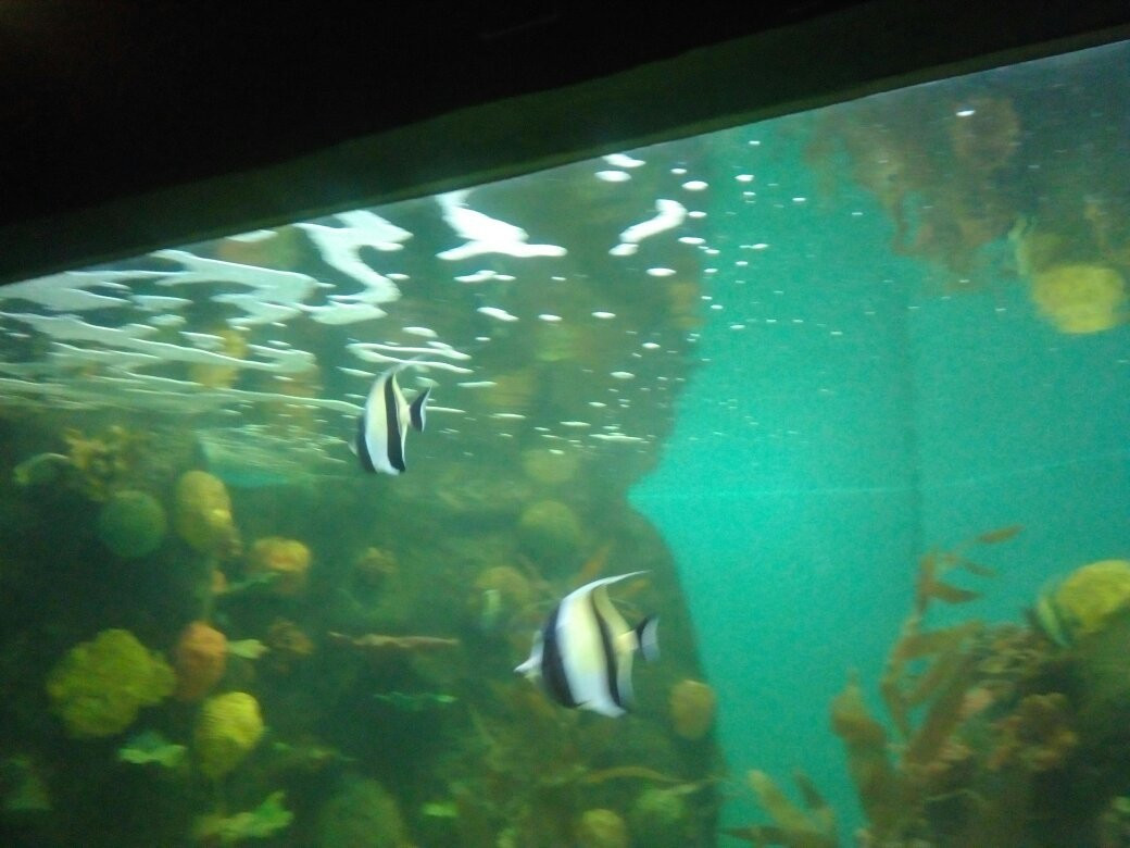 Cosamaloapan旅游攻略图片