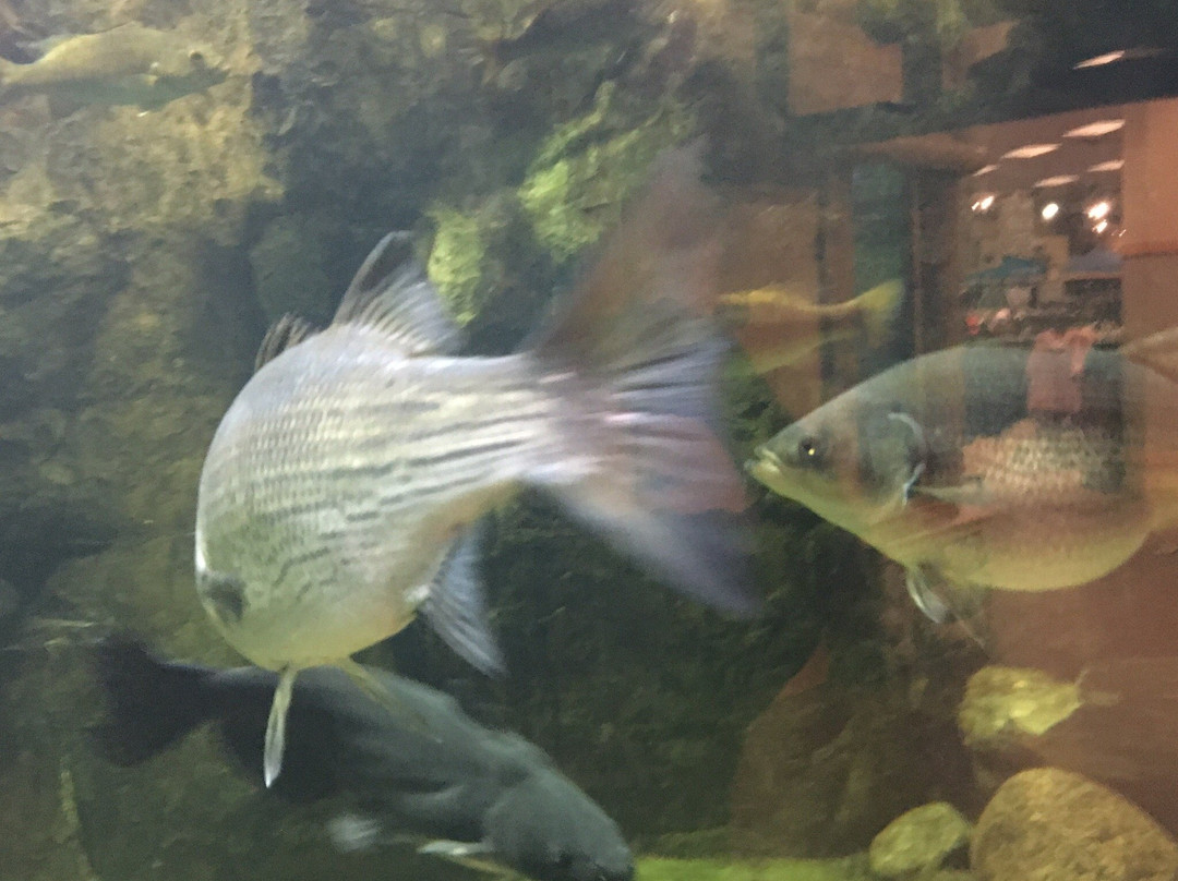 Cabela's-Dundee必去景点