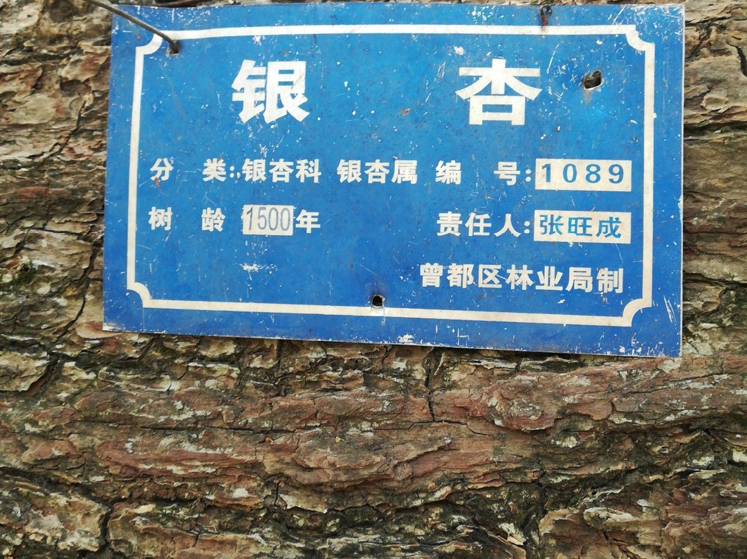 千年银杏谷-随州市必去景点