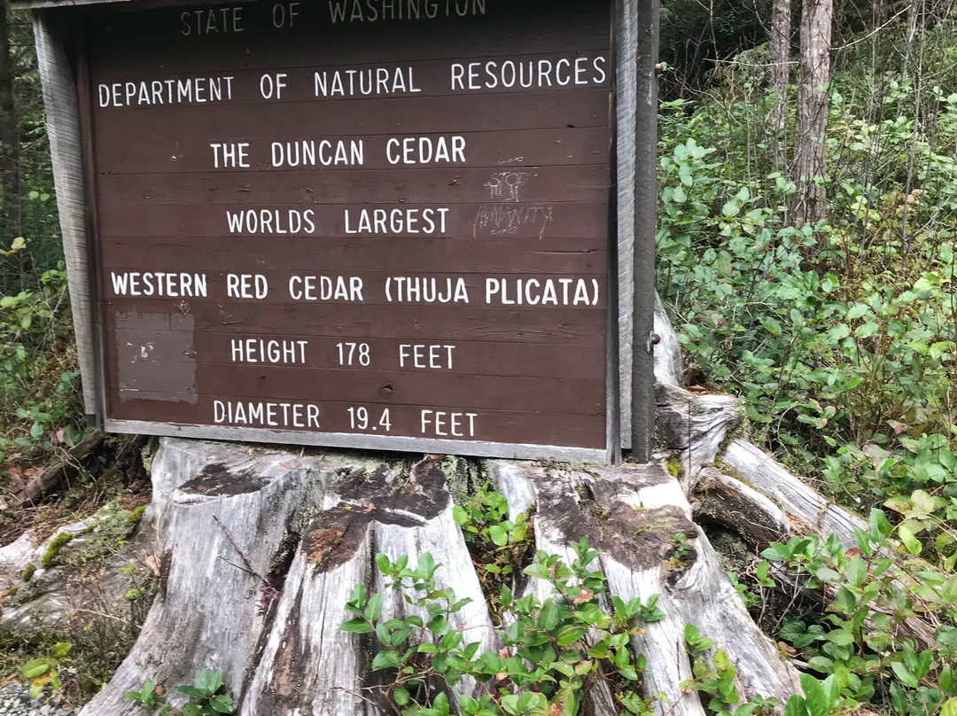 The Duncan Cedar-奥林匹克国家公园必去景点