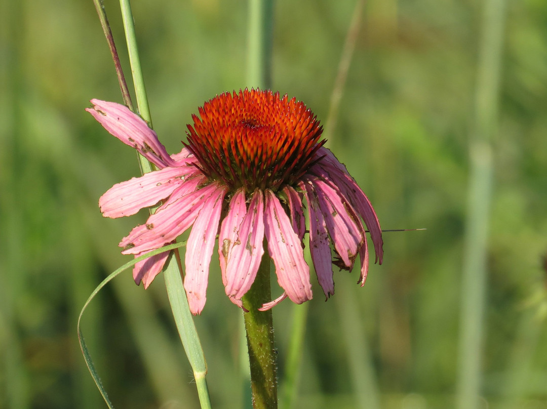 Fernald Preserve-Harrison必去景点