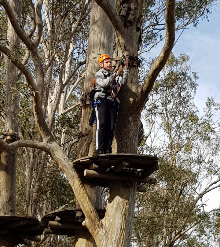 Treetops Adventure Western Sydney景点图片