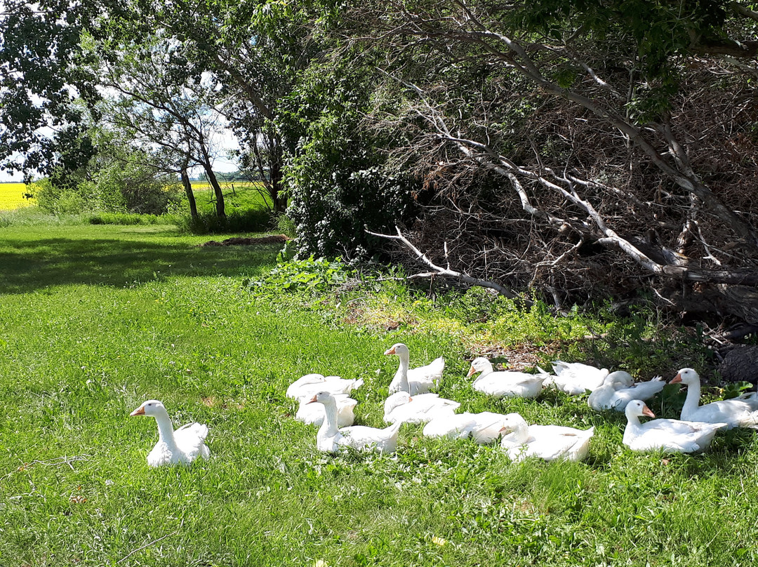 Fenek Farms-Lumsden必去景点