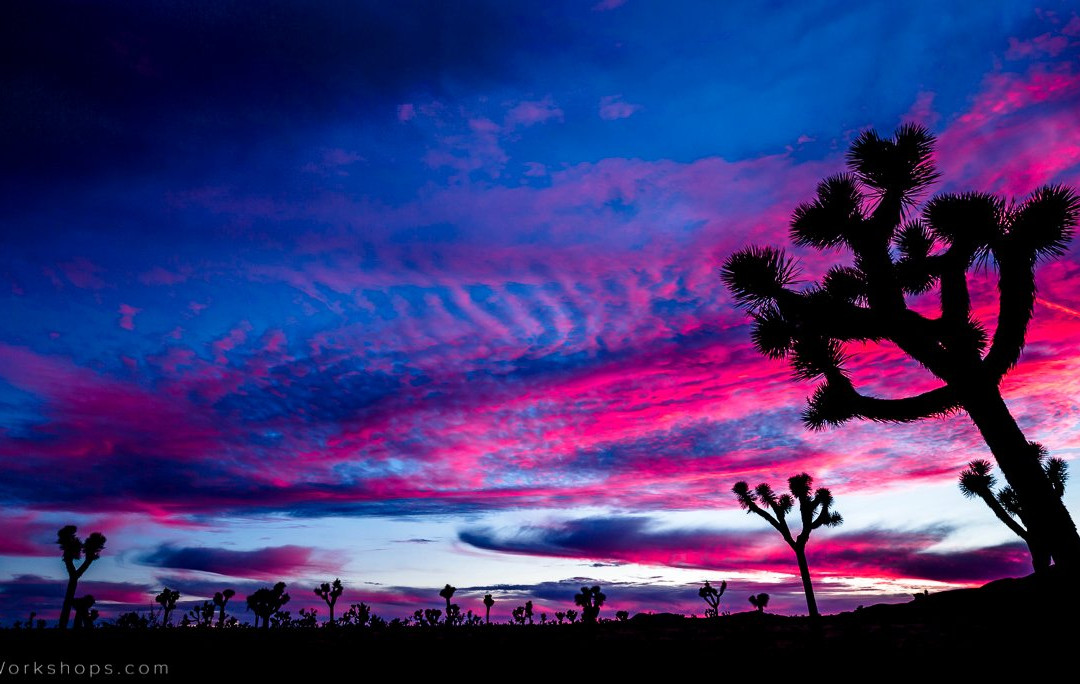 Joshua Tree Workshops-约书亚树国家公园必去景点