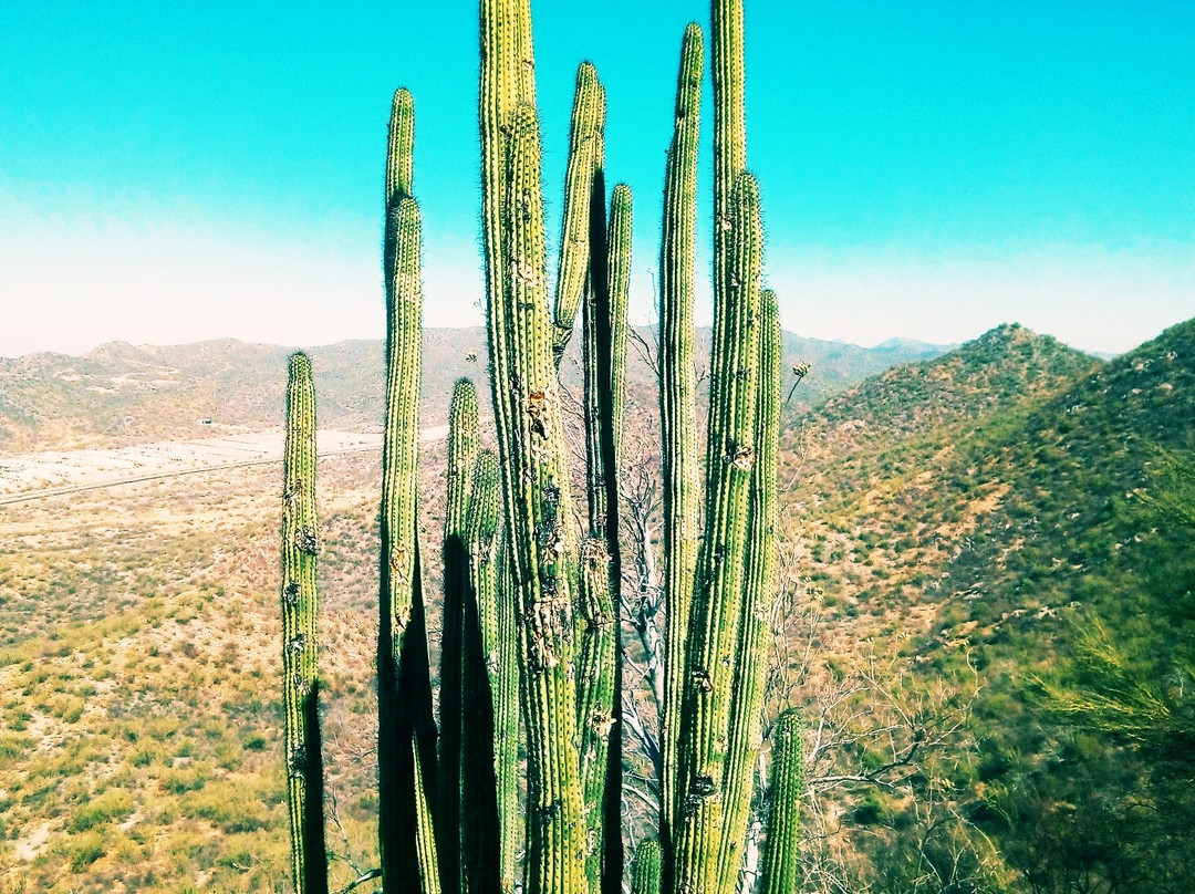 Cerro El Bachoco景点图片