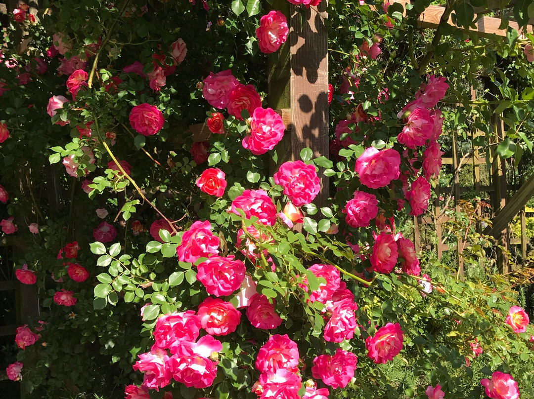 Hana Fantasia-野田市必去景点