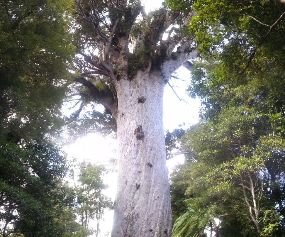 Matakohe House B&B Hotel主图