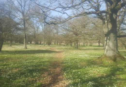 Levene Äng Naturreservat