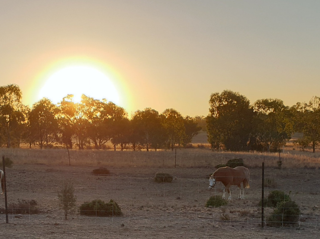 Outback Pony Rides-达博必去景点