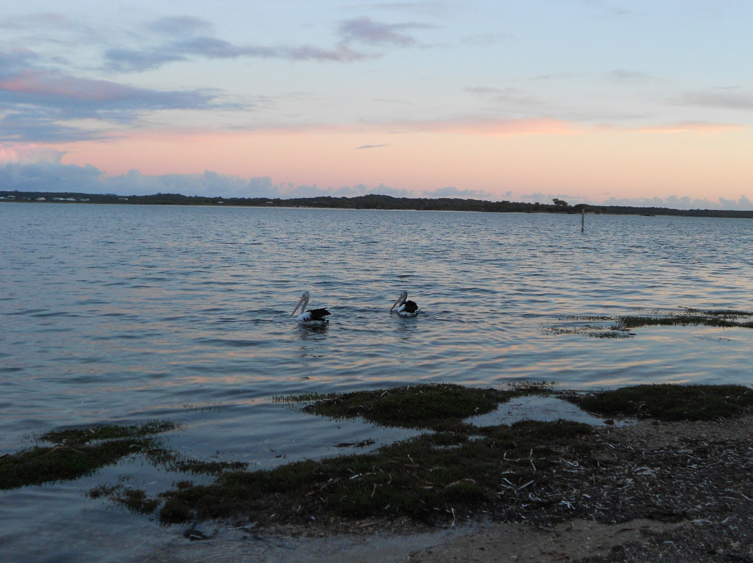 Cruising Kangaroo Island Kayak Tours-American River必去景点