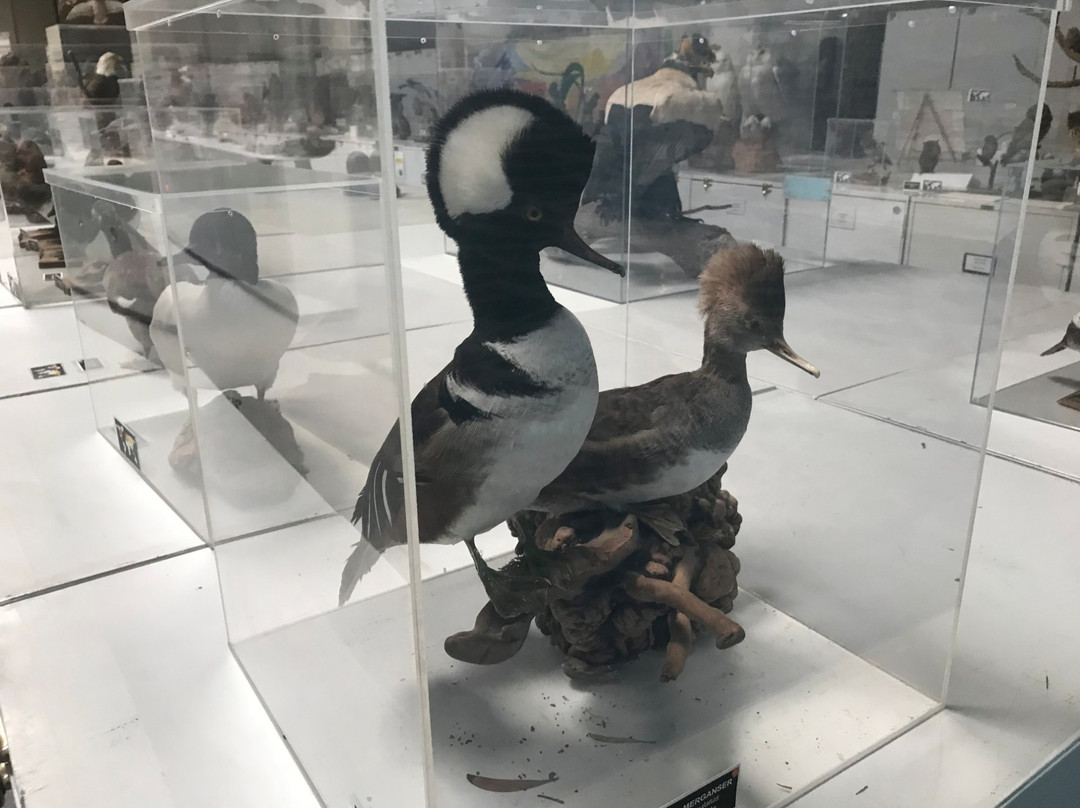 The Western Foundation of Vertebrate Zoology-卡马里奥必去景点