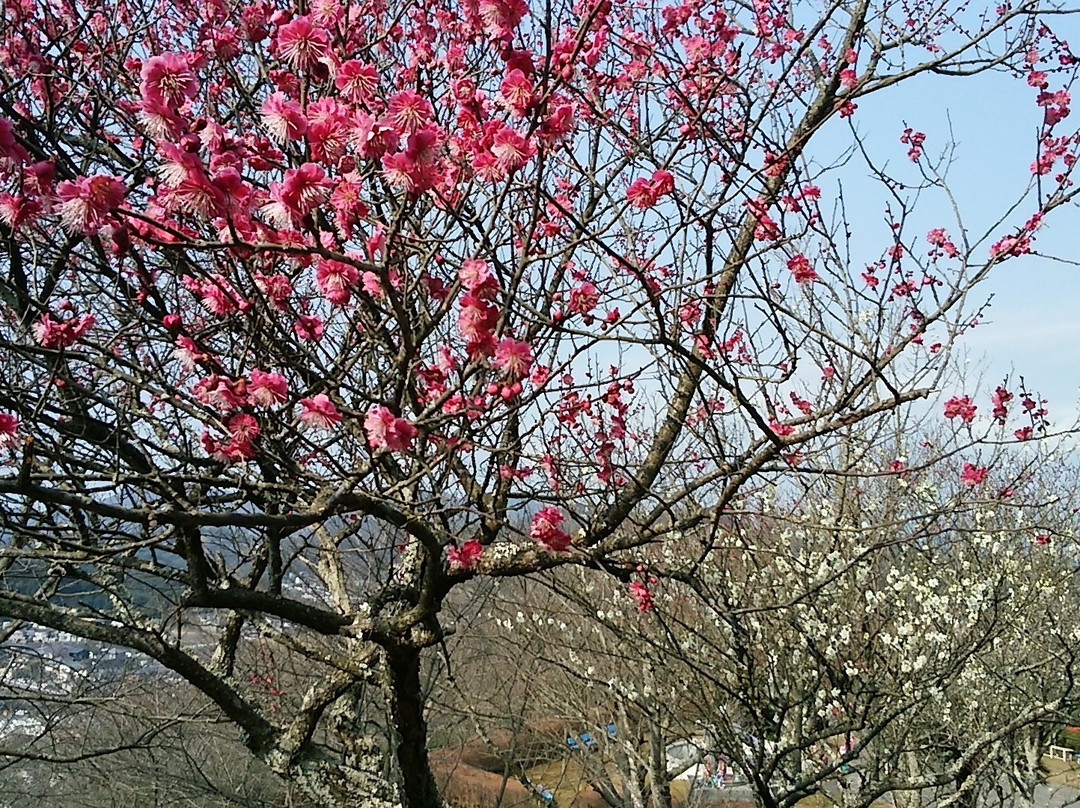 Nagao Castle Park景点图片