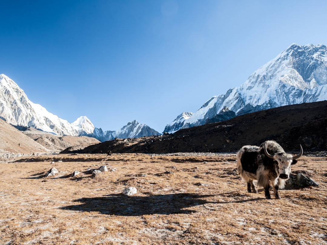 Peace Himalaya Treks And Travels Pvt. Ltd-博卡拉必去景点