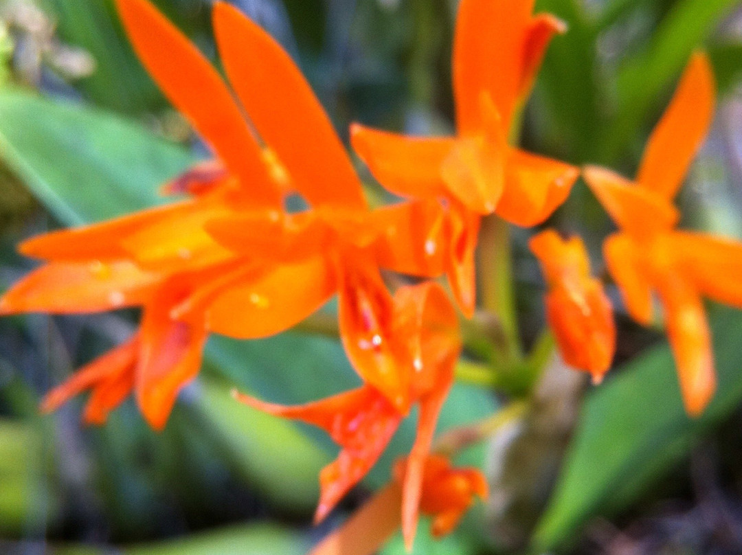 La Orquideario Encantada景点图片