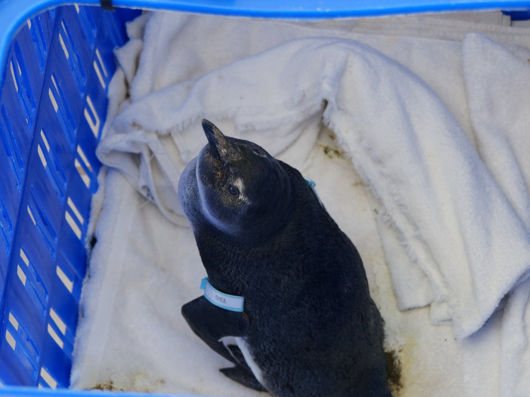 Sanccob Eastern Cape - Penguin Rehabilitation Center-Cape St Francis必去景点