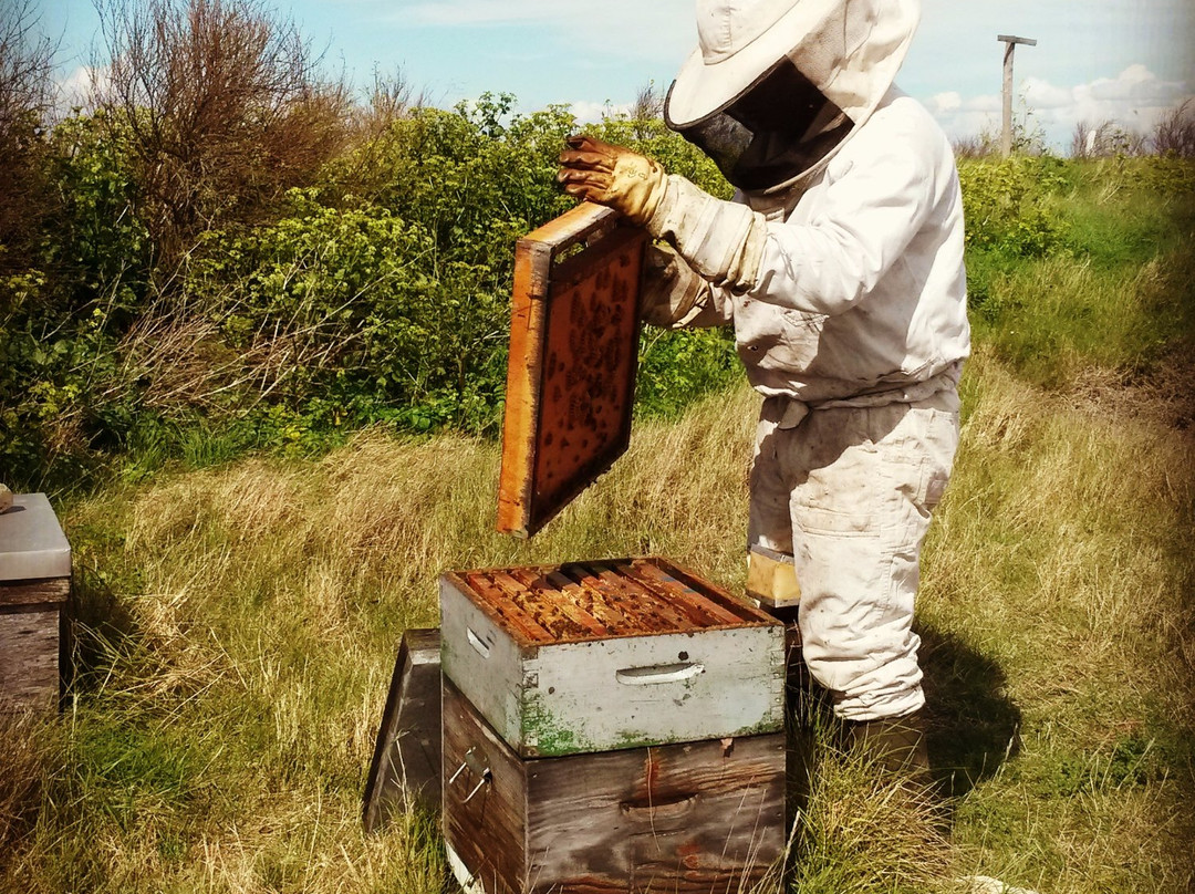 Miellerie de L'abeille de Re景点图片