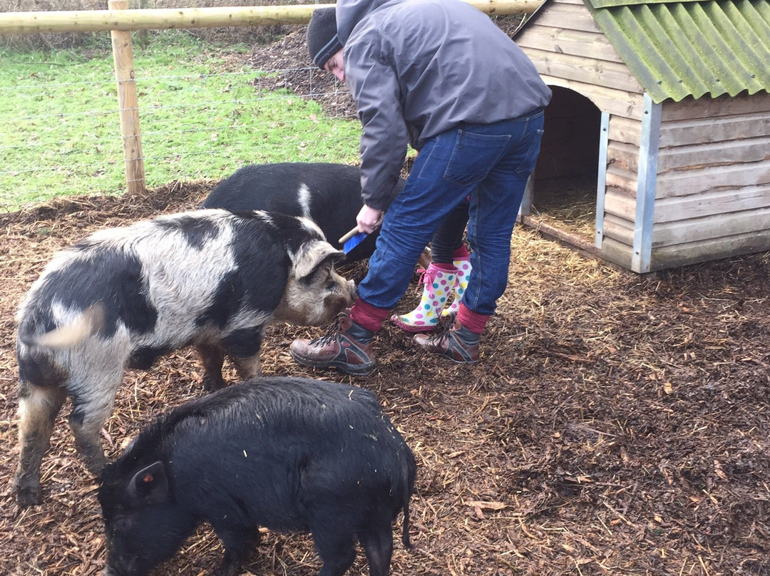 Kew Little Pigs Farm Ltd景点图片