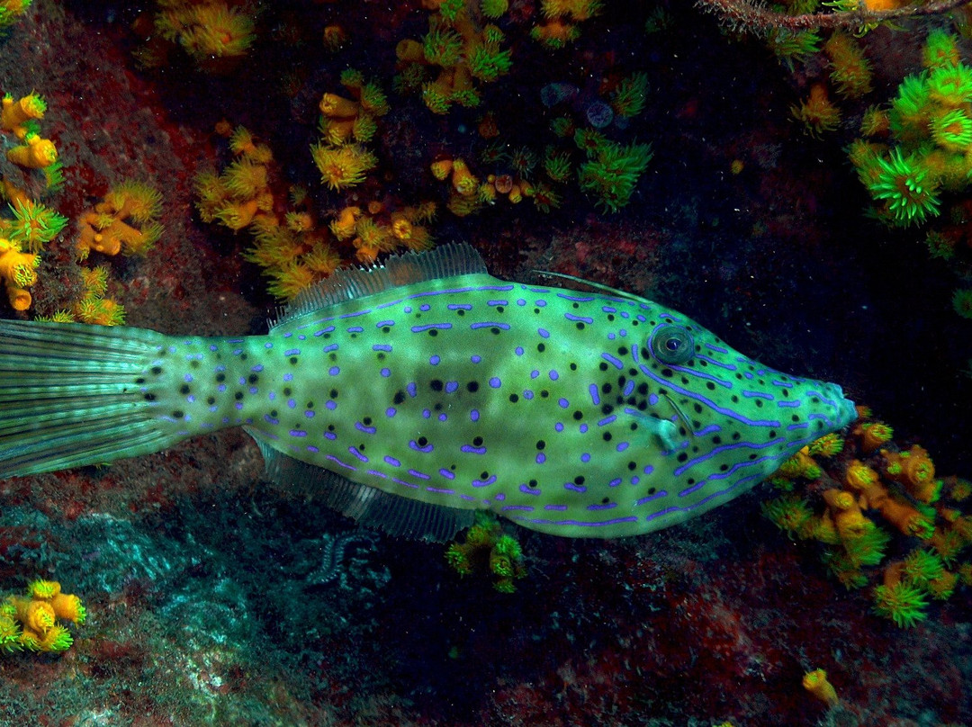 Santo Antao Scuba Diving-Santo Antao必去景点