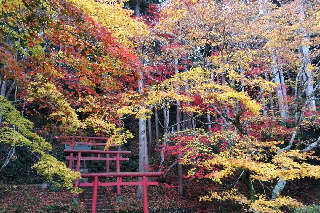 Dokoji Temple-丹波篠山必去景点