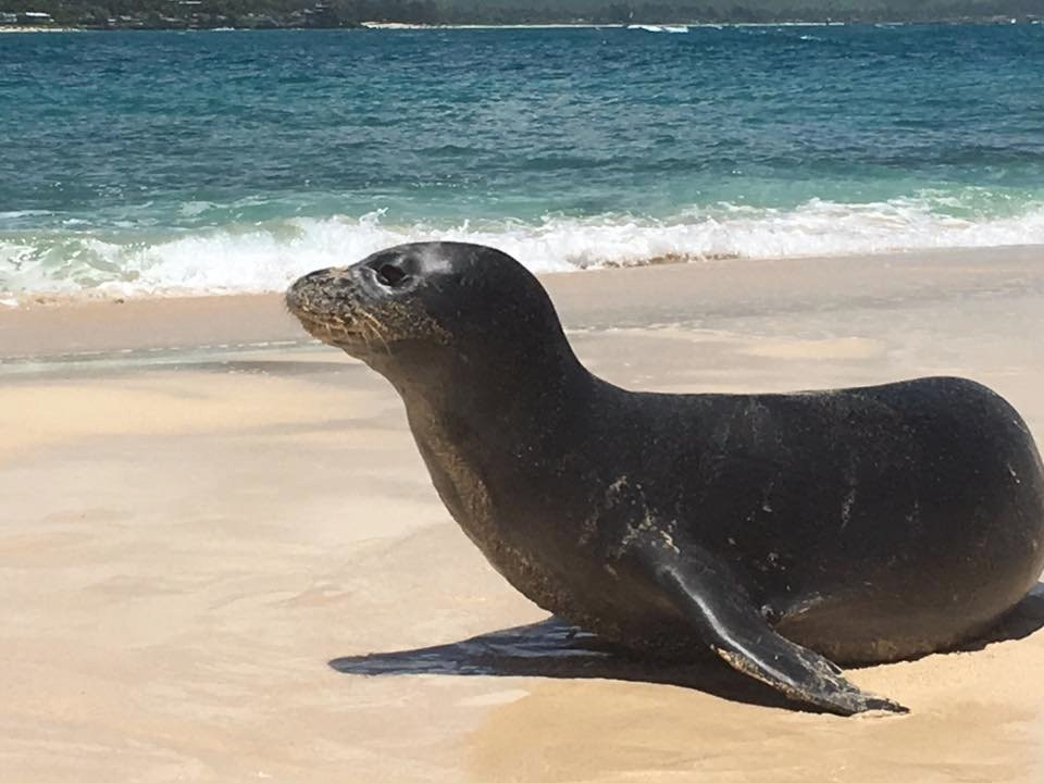 Sun & Salt Adventures Hawaii-科纳必去景点