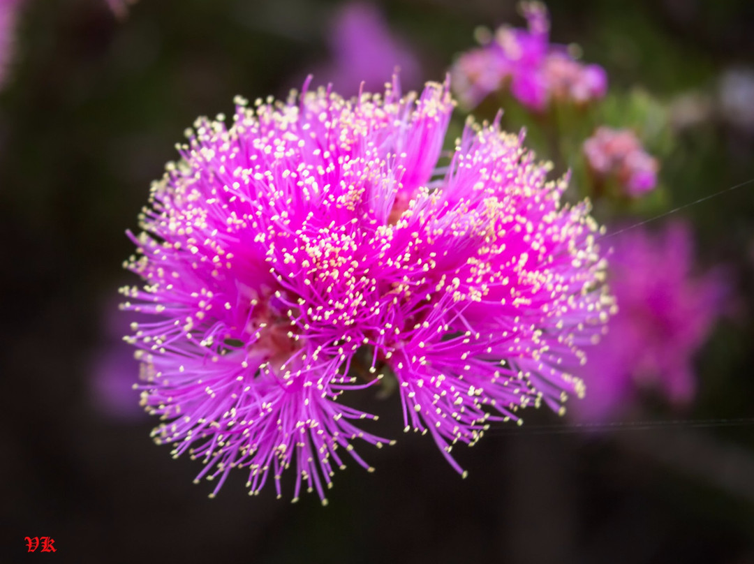 Nangawooka Flora Reserve-维克多港必去景点
