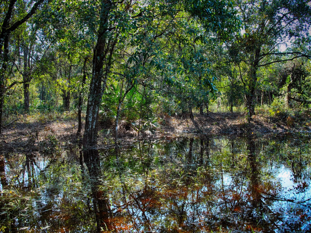 Brooker Creek Preserve-塔彭斯普林斯必去景点