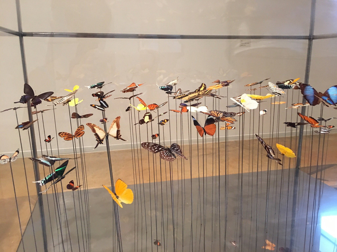 Museu Can Mario景点图片