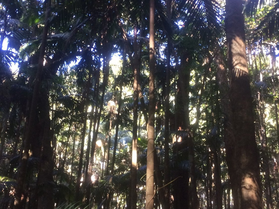 The Palm Grove Section of the Tamborine National Park景点图片