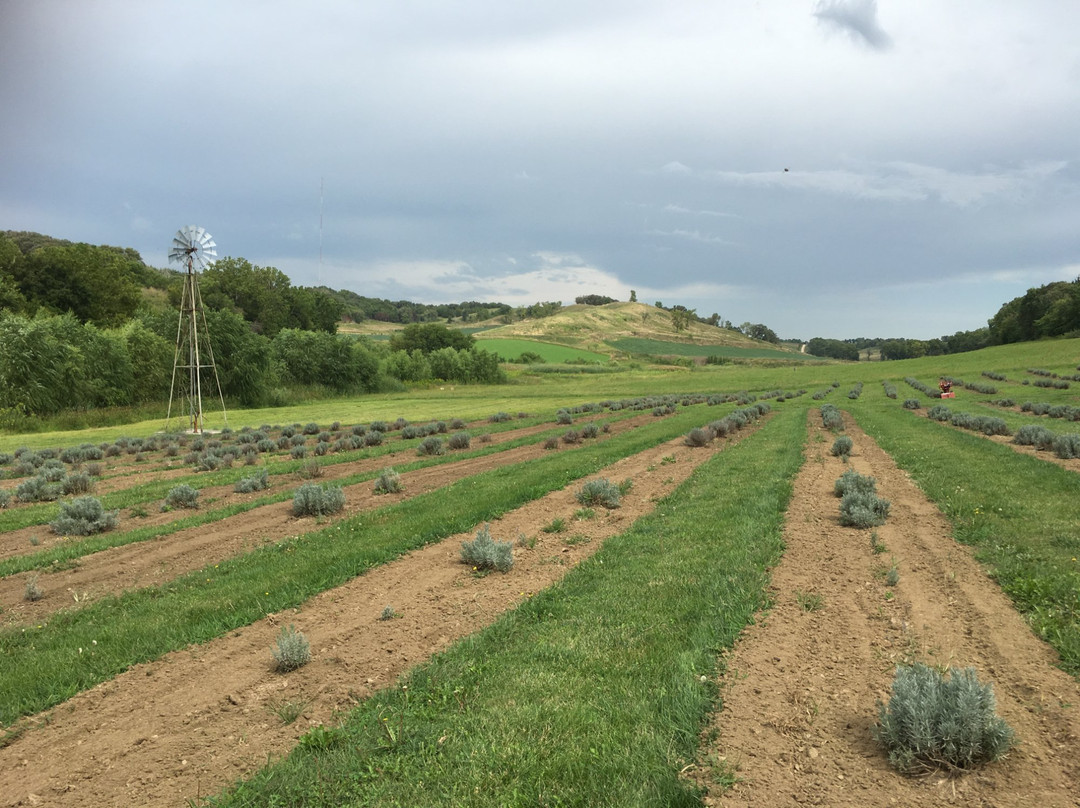 Loess Hills Lavender Farm-Missouri Valley必去景点